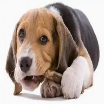Köpeklerin Diş Sağlığı İçin 100KW Pet Çiğneme Üretim Hattı